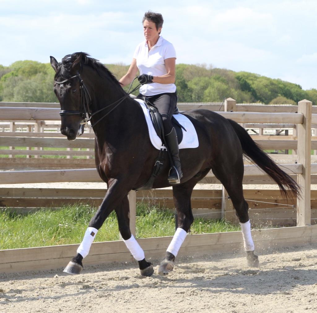 cheval 4