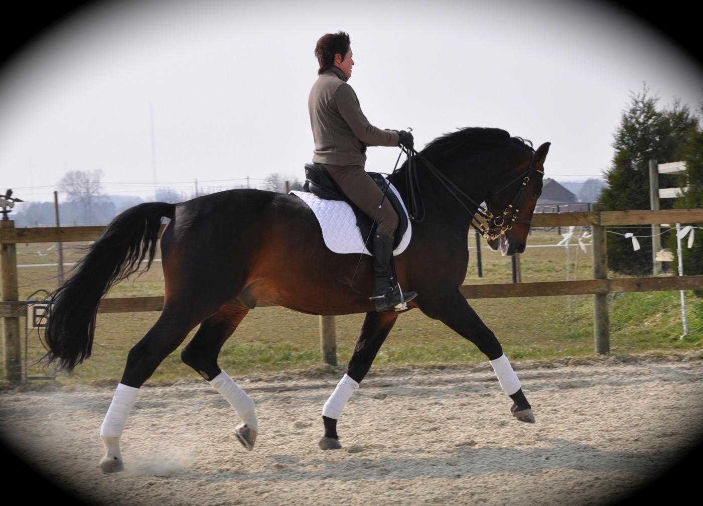 Equidress