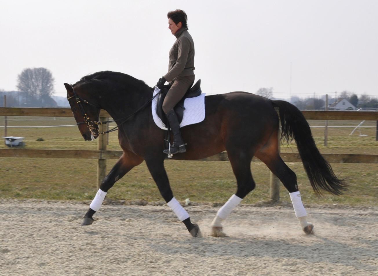 Equidress-01