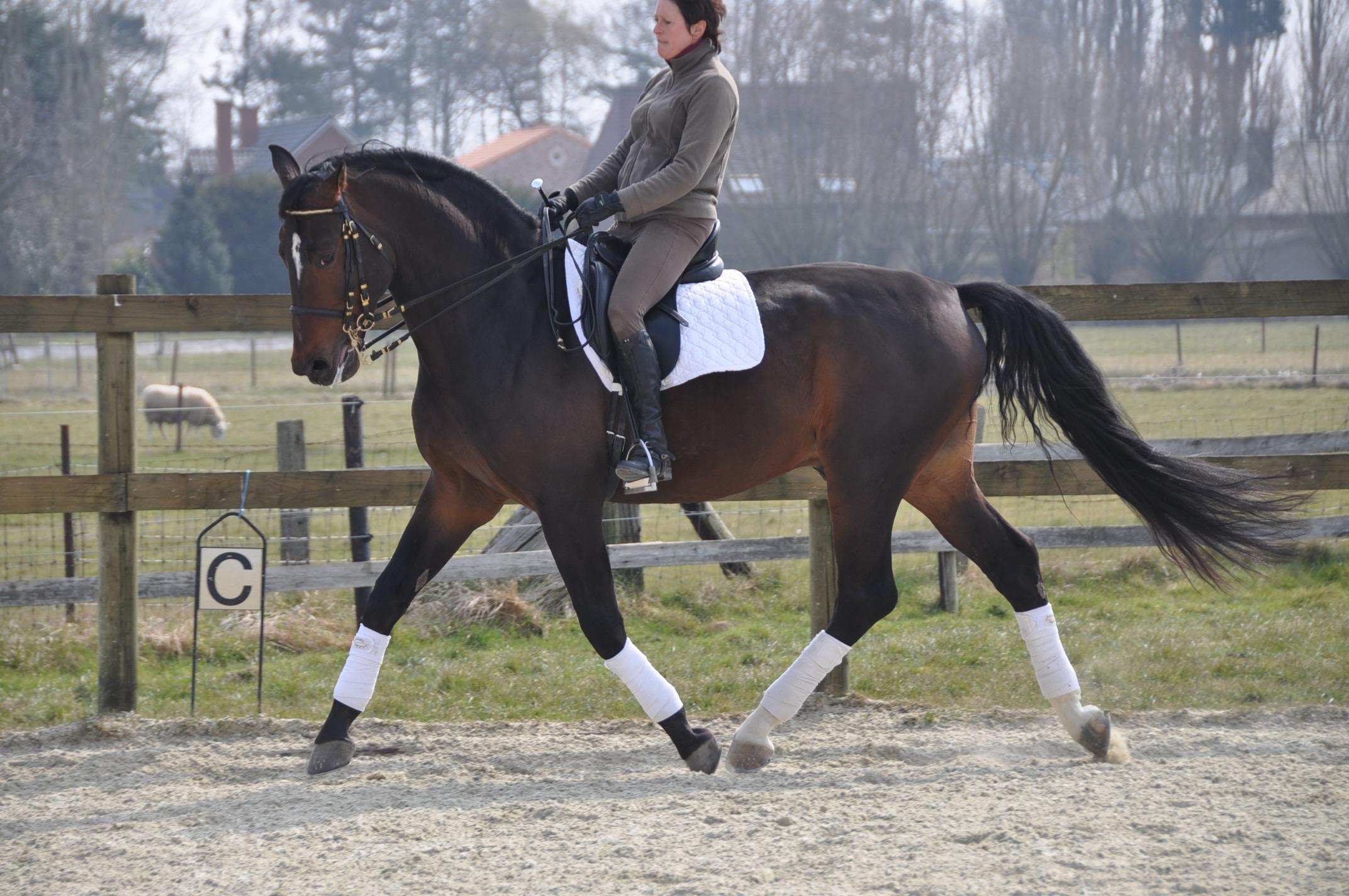Equidress