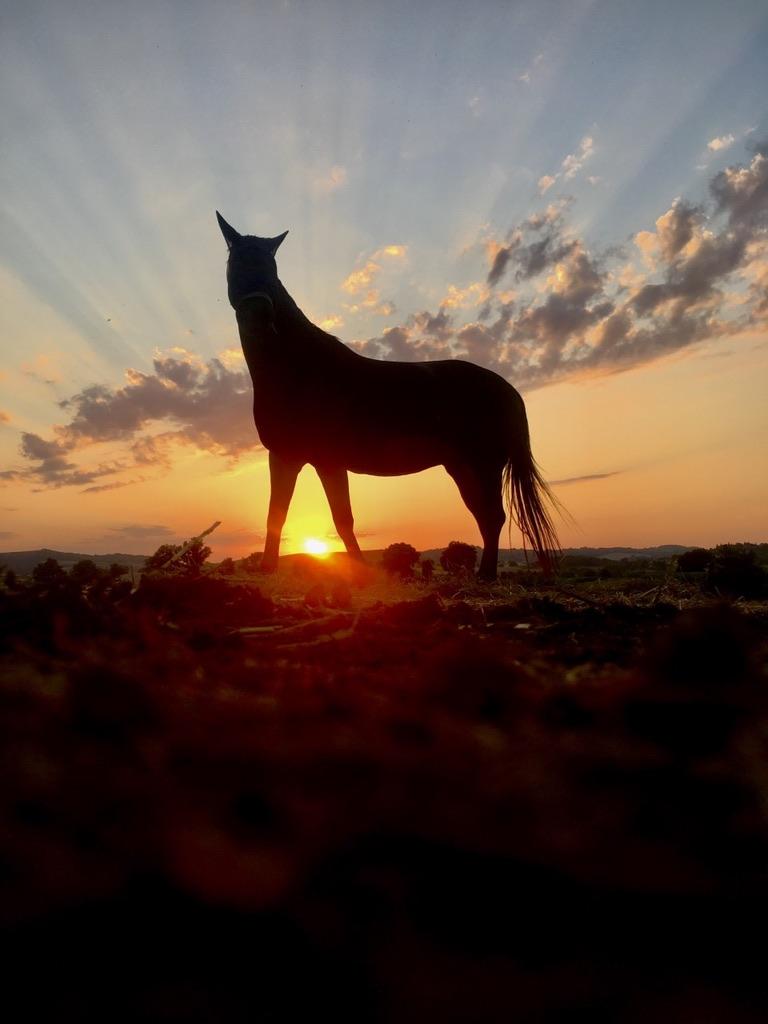 cheval 2