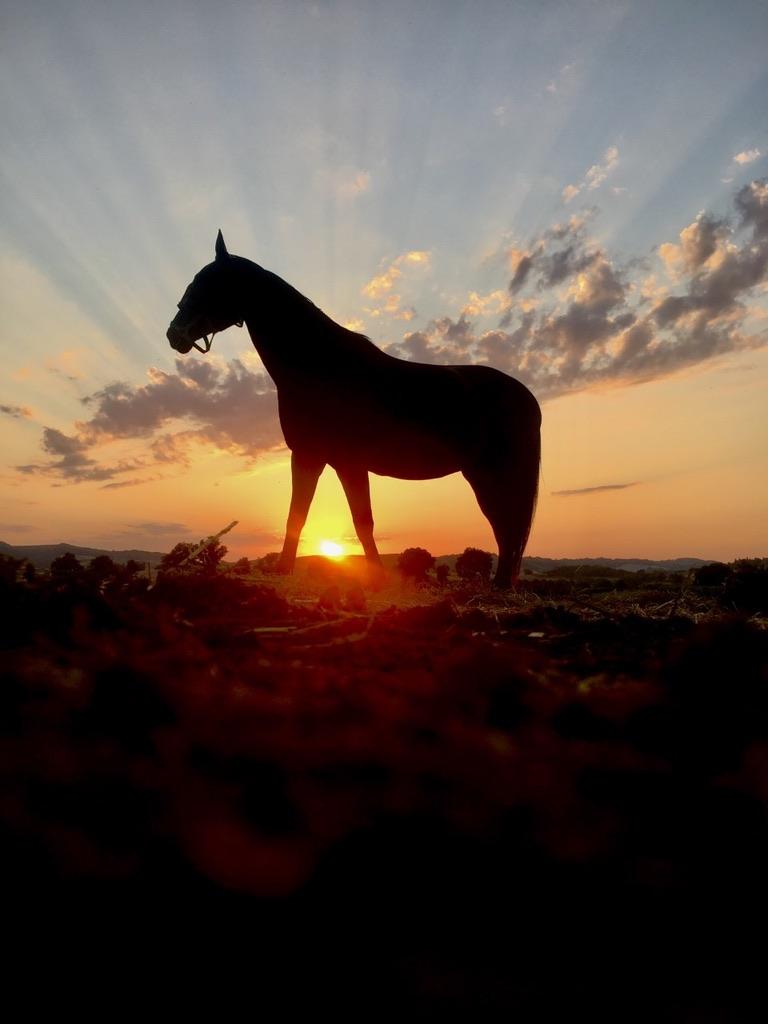 cheval 3