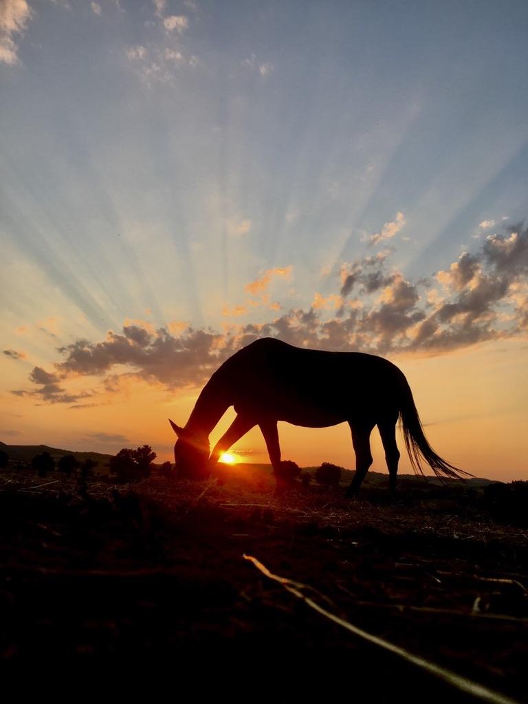 cheval 1